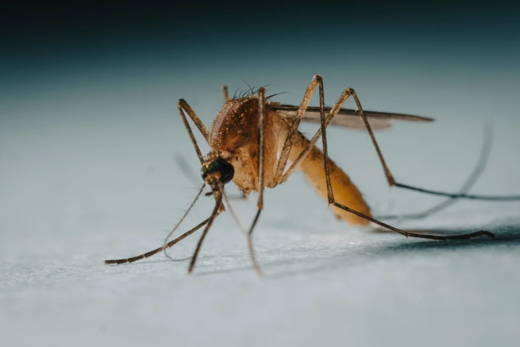 Eliminación de mosquitos y mosquito tigre en Valencia — Tratamiento larvicida profesional